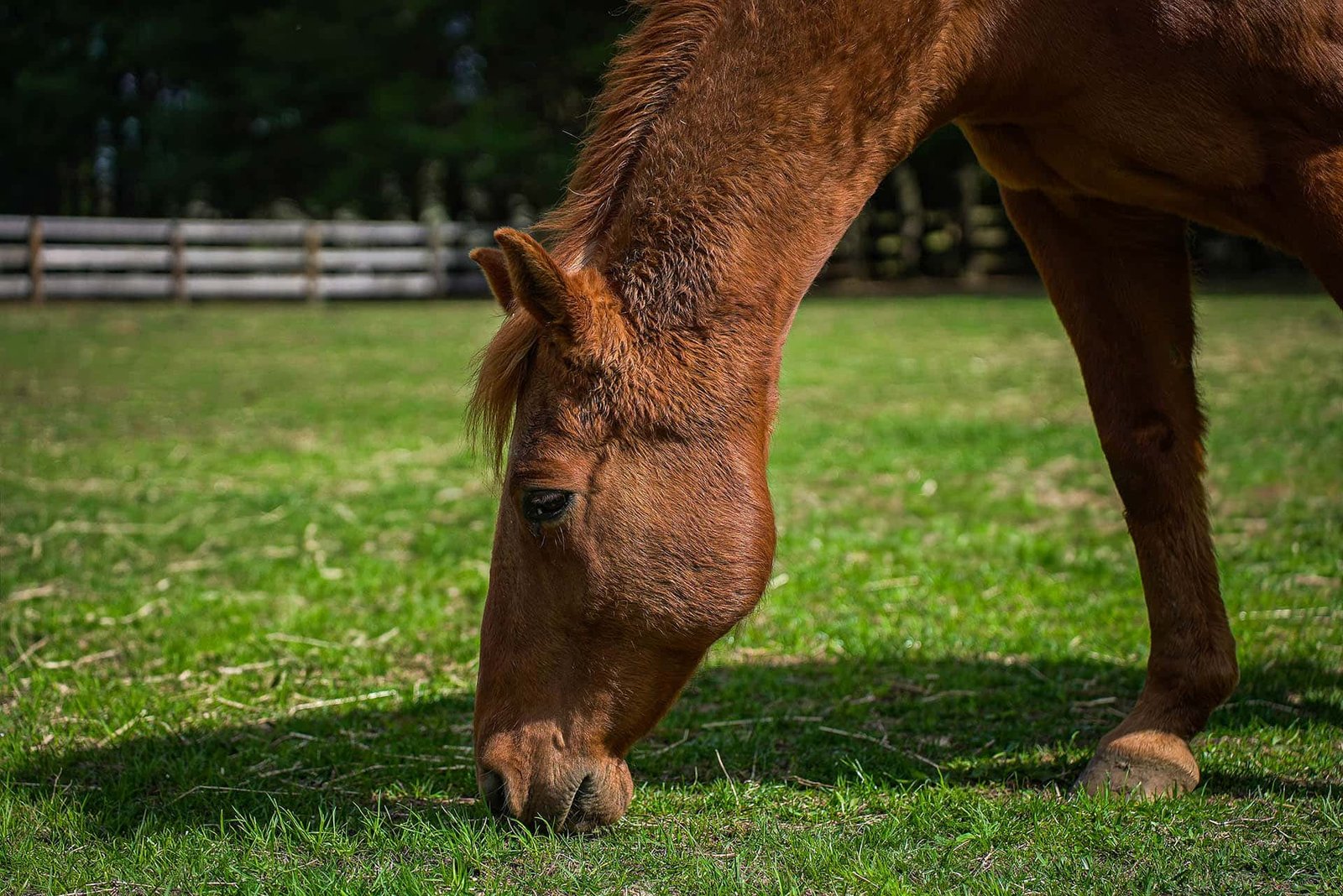 Horse Photo 2-057-min