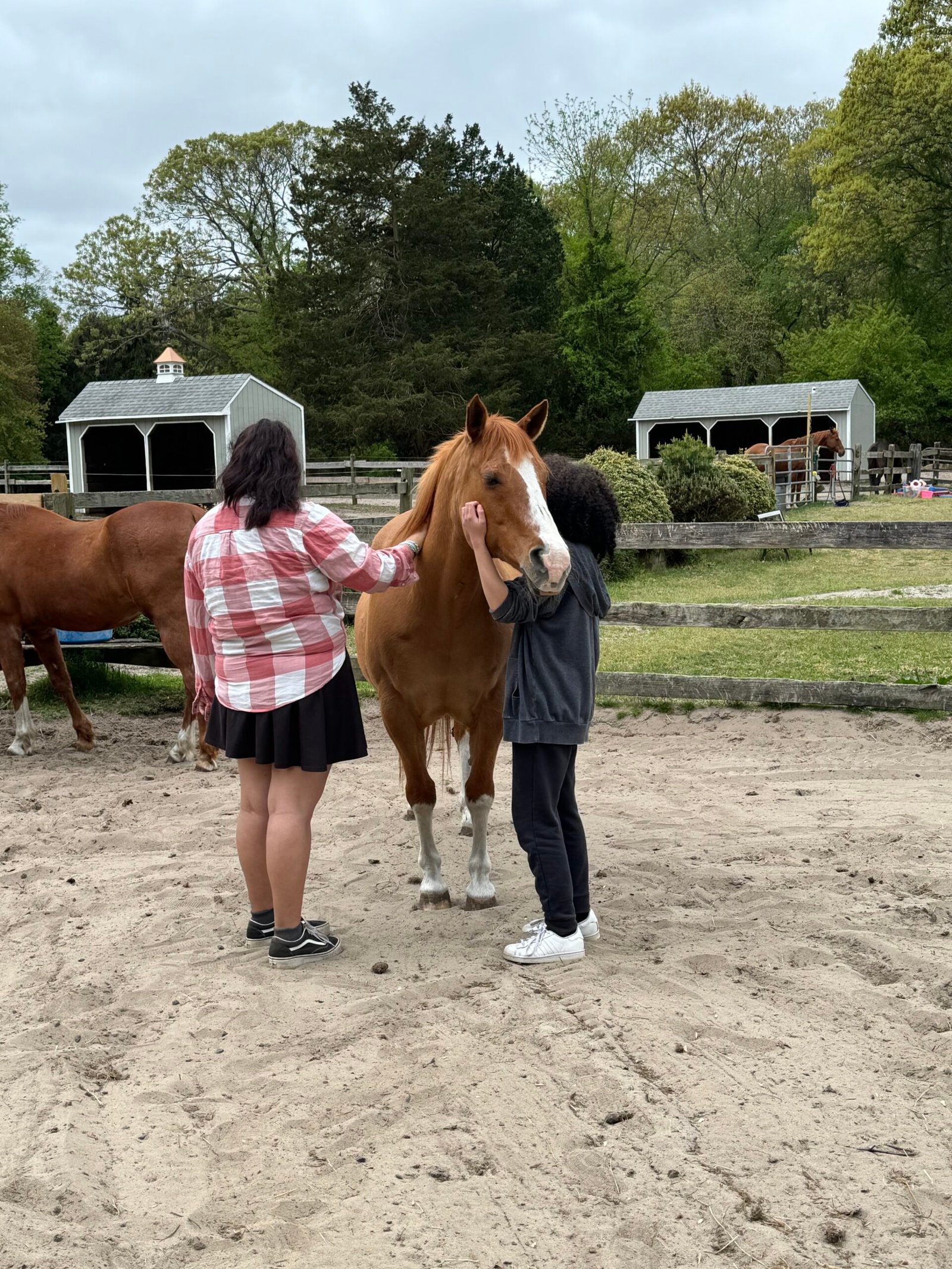 Equine Therapy -2