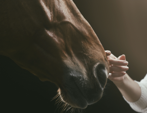 Unrestrained Healing: Equine-Assisted Psychotherapy and Trauma Recovery